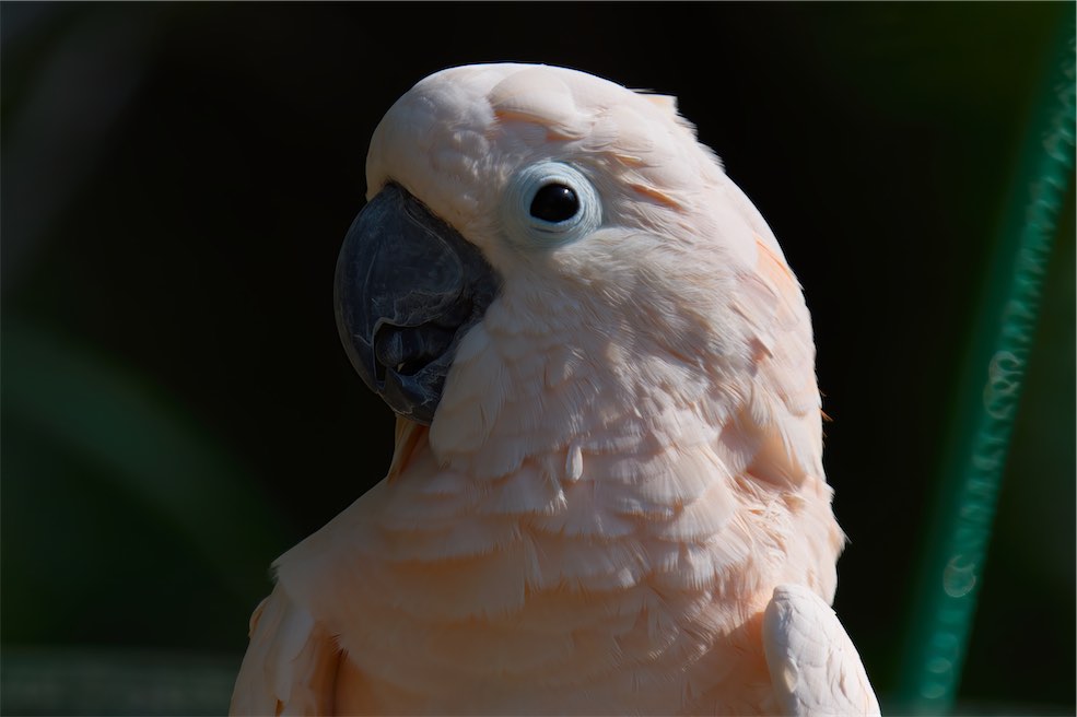 pink cockatoo 0514